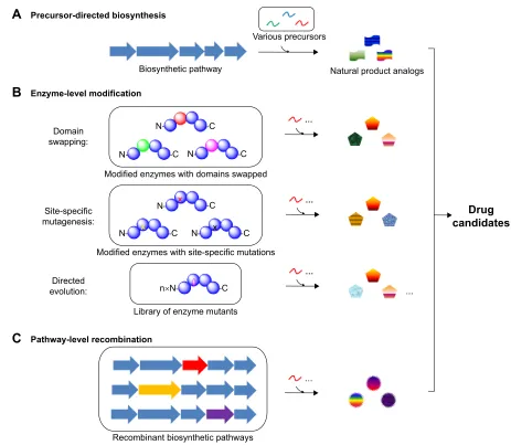 Figure 1 Schematic diagram of the three major strategies for combinatorial biosynthesis.Notes: (A) Precursor-directed biosynthesis