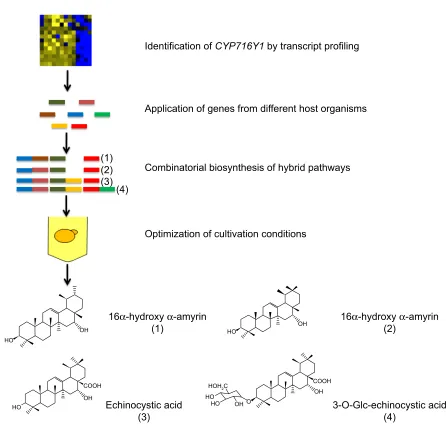 Figure 3 Combinatorial biosynthesis of sapogenins and saponins in Saccharomyces cerevisiae.Notes: CYP716Y1 was identified by transcript profiling, and recombined with different genes to form hybrid synthesis pathways that produce sapogenins and saponins