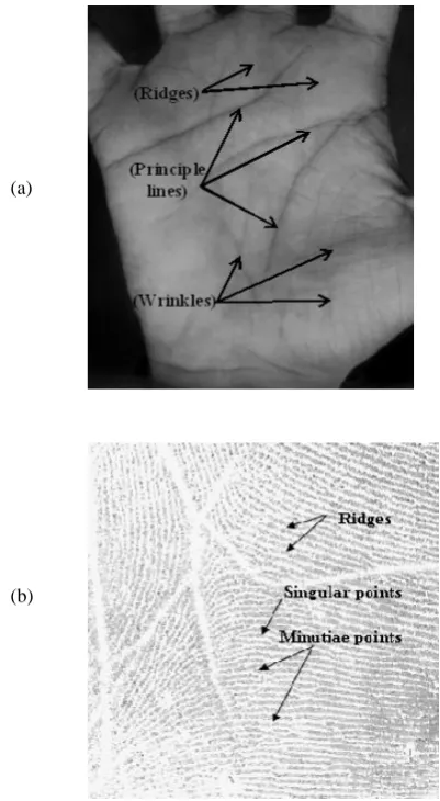 Fig.1. Palmprint features in (a) a high resolution image                    