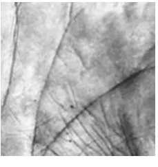 Fig.6. Original image 