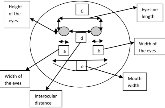Fig 1: Eye and head midpoint localization and Left and right eye measurement. 