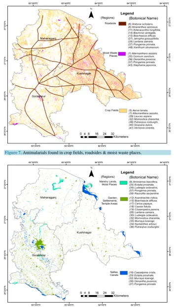 Figure 7. Antimalarials found in crop fields, roadsides & moist waste places. 