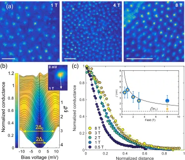 FIG. 2. (a) Zero bias tunneling conductance maps made at three different magnetic ﬁelds (1 T, left panel, 4 T, middle panel and 8 T,