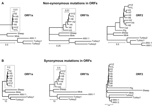 Figure 1(right panel) of astrovirusPAML trees of non-synonymous (A) and synonymous (B) substitutions in ORF1a (left panel), ORF1b (middle panel) and ORF2 PAML trees of non-synonymous (A) and synonymous (B) substitutions in ORF1a (left panel), ORF1b (middle
