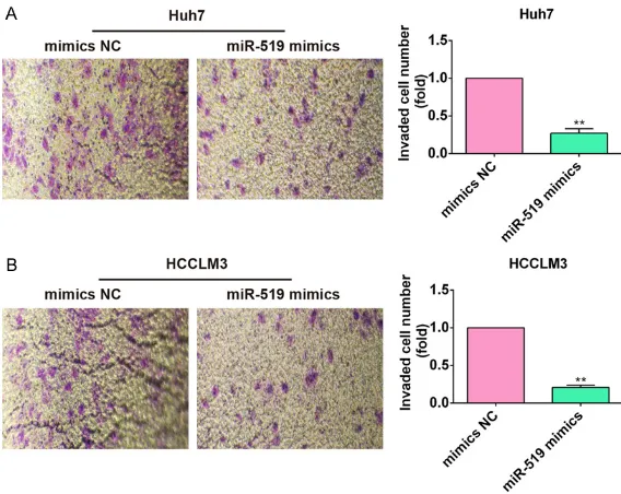 Figure 2. Overexpression of miR-519 represses HCC cell growth. A. The Huh7 and HCCLM3 cells were transfected with miR-519 mimics or mimics negative control (NC) at a final concentration of 40 nM, miR-519 expression level were quantified by qRT-TPCR analysi
