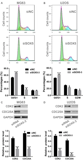 Figure 4. Effects of SOX5 knockdown on osteosarcoma cell cycle distribu-tion. A, B. The percentage of G0/G1 phase population in MG63 and U2OS cells with knockdown of SOX5 (siSOX5-3) was higher than those in cells with-out knockdown of SOX5 (siNC)