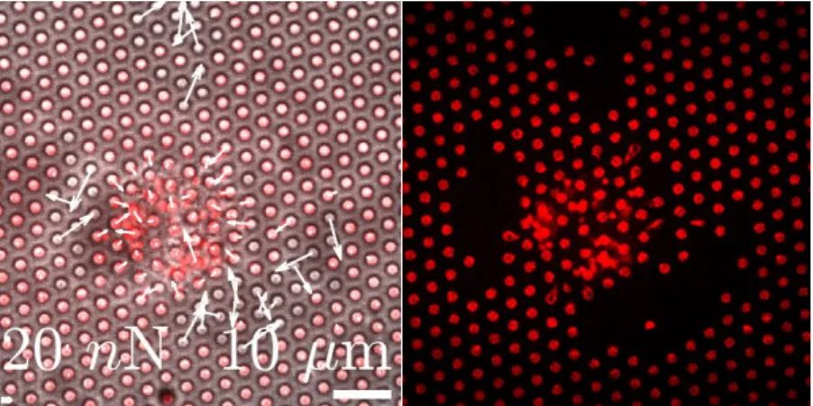 Figure  3.1:  Live  image  of  pericytes  after  44  hours  in  1mM  DMOG  (seeded  on  pillars  with  a  substrate elasticity of 47.2 kPa after 40 hours in 1 mM DMOG)