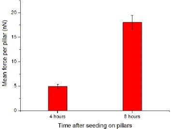 Figure 3.3: The mean forces that CD31- cells applied on micropillars with a substrate stiffness  of 47.2 kPa after a total time in DMOG of 44 and 48 hours