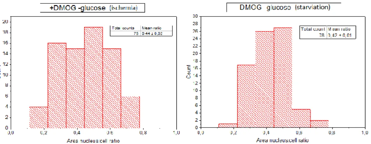 Figure  3.5  shows  a  histogram  of  the  ratios  between  nucleus  and  cell  area  in  ischemic  condition and starvation