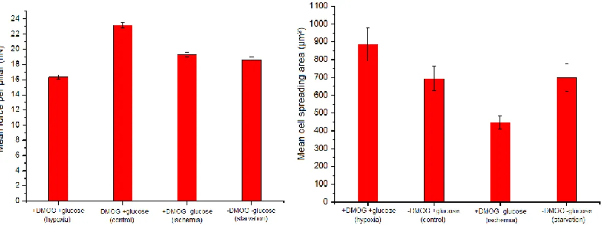 Figure 3.7 shows an increase in the mean force for increasing substrate elasticities. The  mean force on a substrate with an elasticity of 137 kPa is slightly lower than the mean  force  on  a  substrate  with  elasticity  of  47.2  kPa