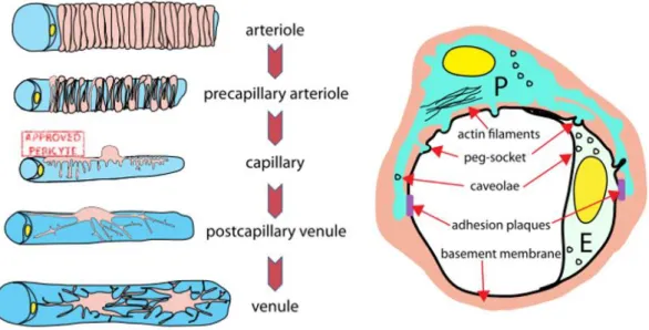 Figure 1.1 [7]: A) The morphology of mural cells in different branches of the vascular network