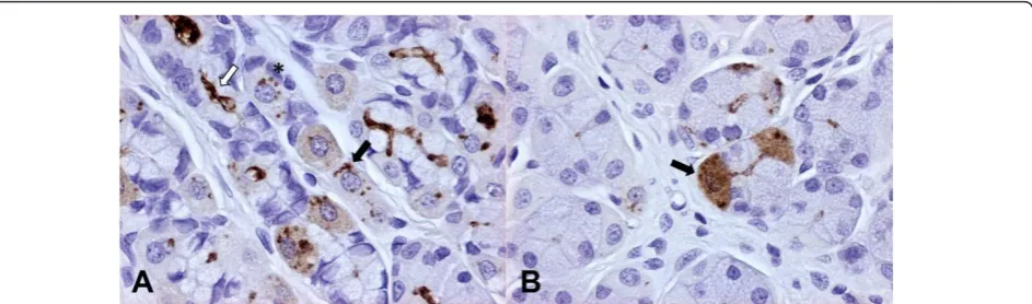 Figure 1 Dog, fundic mucosa (immunoperoxidase staining, anti-H. pylori IHC, 400×). Figure 1A - Large amounts of Helicobacter antigen inthe lumen of fundic glands (white arrow) and within parietal cells, where Helicobacter antigen is detectable as well pres