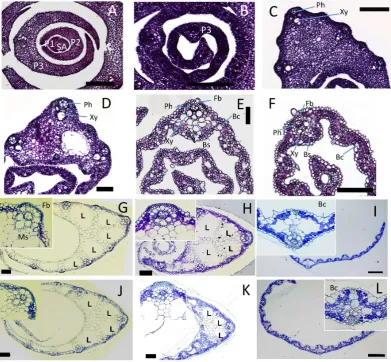 Figure 3. Internal structure of wild-type leaves at various stages. Transverse sections of P1 to P6 leaf pri-mordia at 15 DAS are shown