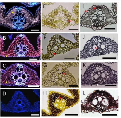 Figure 4. Histochemical analysis of P4 leaf primordium along the proximal-distal axis