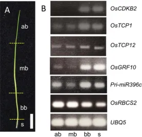 Figure 5. Expression of six marker genes in wild-type P4 leaf primordium. (A) Four segments of P4 leaf primordium along the proximal-distal axis
