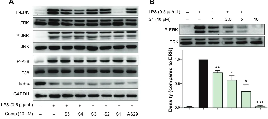 Figure 6 Compound S1 inhibition of ERK phosphorylation. Notes: (A) Macrophages were cultured with or without S1–S5 or AS29 for 0.5 hour and stimulated with LPS (0.5 μg/ml) for a further 20 minutes