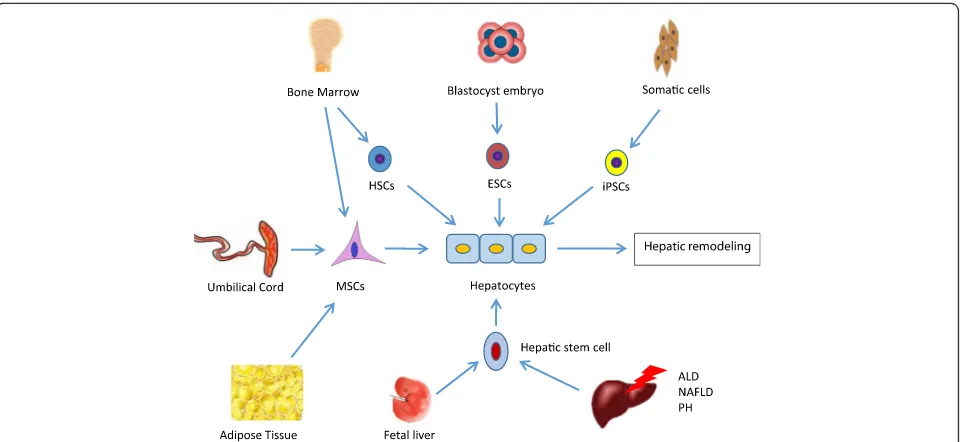 Fig. 1 The different types of stem cells isolated from different tissues differentiate into hepatocytes