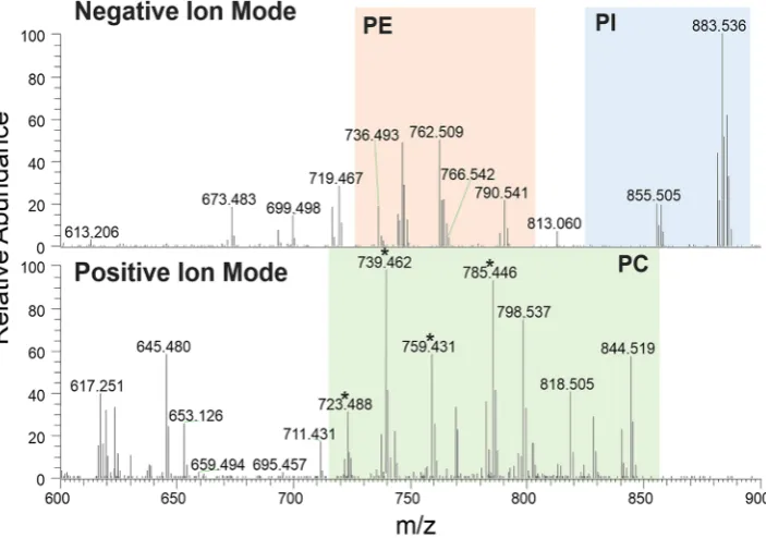 Figure 1. Representative spectra obtained in negative (top) and positive (bottom) ion mode