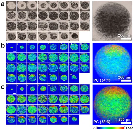 Figure 3. (a) Even numbered optical images of fertilized zebrafish embryo at the 1-cell stage