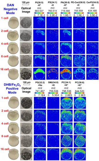 Figure 6. MALDI-MS images of selected lipid species in early developmental stages of zebrafish embryos