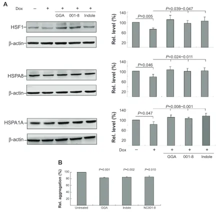 Figure 4 enhancement of hsF1 and chaperone expression and reduction of aggregation by indole and nc001-8 in neuronal sh-sY5Y TBP/Q79 cells