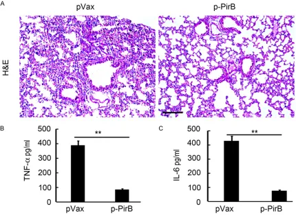 Figure 5. PirB overexpression ameliorated lung injury of rat with HALI. The lung of rat after p-PirB or pVax injection and hyperoxia treatment were collected for further H&E staining and ELISA analysis