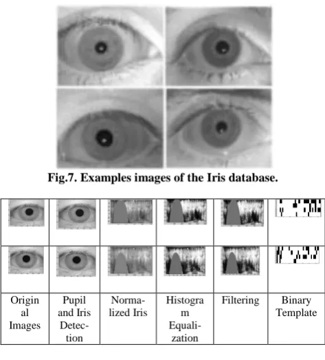 Fig.7. Examples images of the Iris database.   