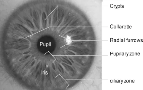 Figure 1.  Pupillary zone, collarette and ciliary area 