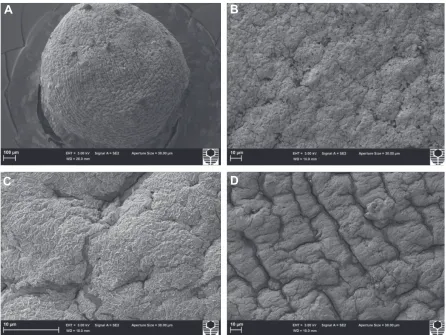 Figure 3 scanning electron micrographs of a PB-Dca-sa microcapsule.Notes: (A) 100 μm scale