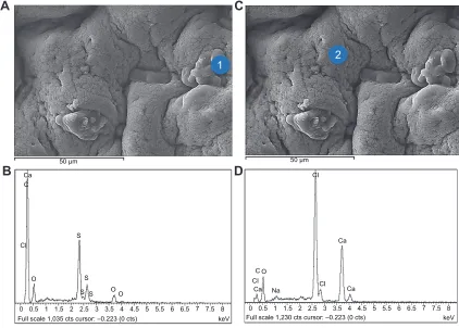 Figure 4 energy dispersive X-ray spectra of PB-sa microcapsules.Notes: (A and B) PB deposition (indicated by 1) with corresponding analysis
