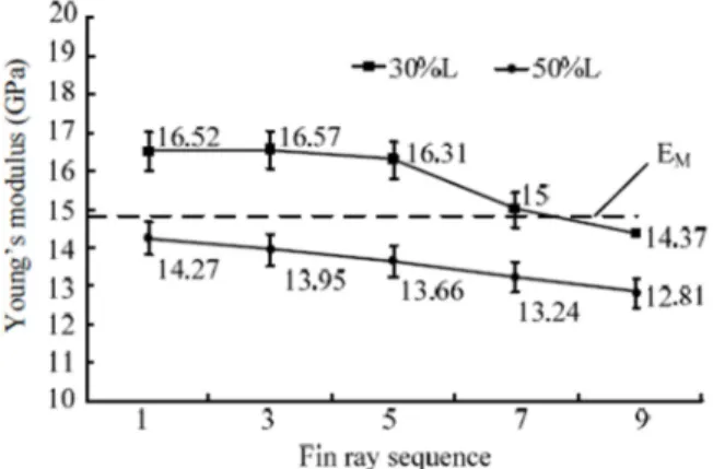 Figure  3.  Bending  stiffness  of  the  respective  fin  rays.  The  standard  deviations are in the range of (0.002 to 0.031) 10 -4 N.m -2 