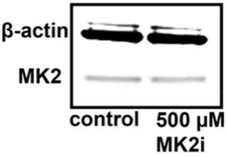 Figure 8. Western blot analysis confirms that MK2 activity is maintained following 24-hour MK2i treatment (Molecular Weights: β-action = 42 kDa; MK2 = 46 kDa)