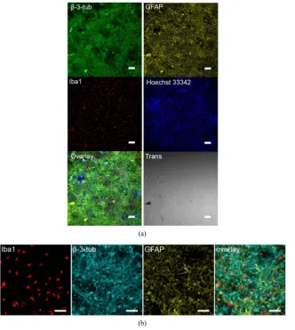 Figure 1. 1 week mixed cortical culture image under (a) 10× and (b) 40× objectives; immunostained for neurons (β-3-tub), astrocytes (GFAP), microglia (Iba1), and cell nuc-lei (Hoechst 33,342) within the same culture (overlay)