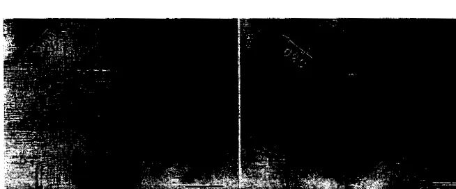 Figure 1. Bright field micrograph of a single crystal of Yl23 shocked at 30Kbar at 45" from the c-axis direction showing elipical dislocation loops eminating from a fractured region