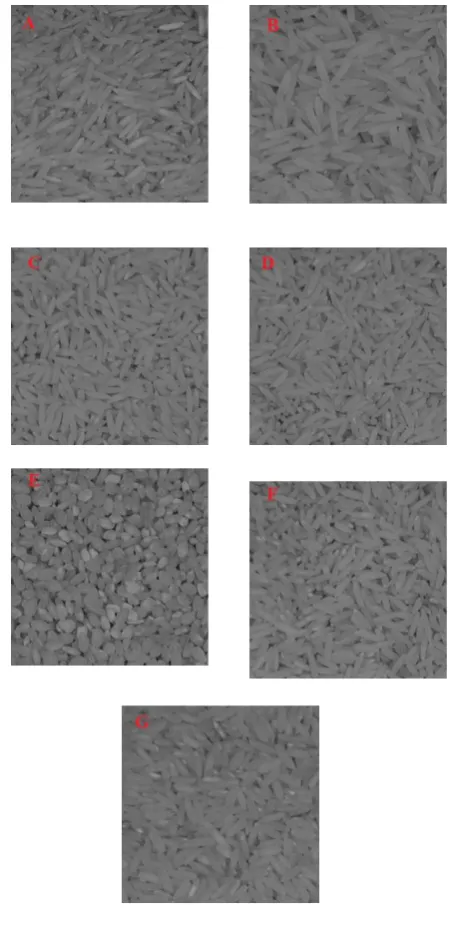 Figure 1: Images of seven different rice varieties (A: Fajr, B: Hashemi, C:Tailandi, D:Gerde, E: Domsiah, F: Daneboland, and G: Basmati) 