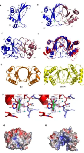 Figure 1Structure of AFV3-109 monomer and dimerStructure of AFV3-109 monomer and dimer