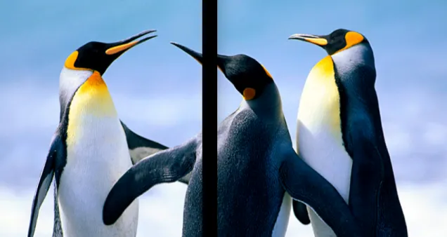Figure 1.5: Image before OneSpace adjustment