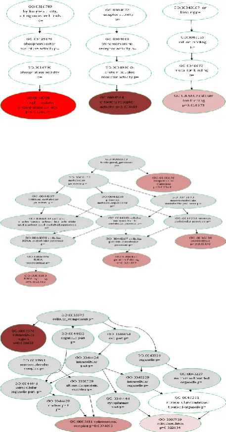 Fig. 7. Visualization of the results of the GO terms analysis  performed by StRAnGER for the GEO GSE10010 dataset