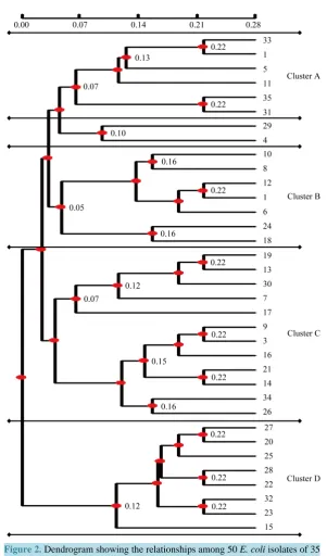 Figure 2. Dendrogram showing the relationships among 50 E. coli isolates of 35 RAPD types generated for primers 4 and 6