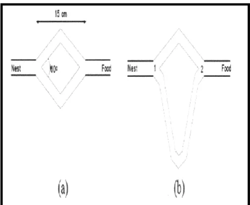 Figure 1: Experimental setup for the double bridge                 (a) Branches have equal lengths