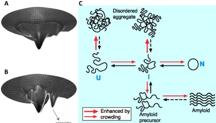 Figure 2.2 Protein aggregation pathways in the cell. (A) The folding-energy landscape of a small, rapidly folding protein that requires no additional chaperone assistance