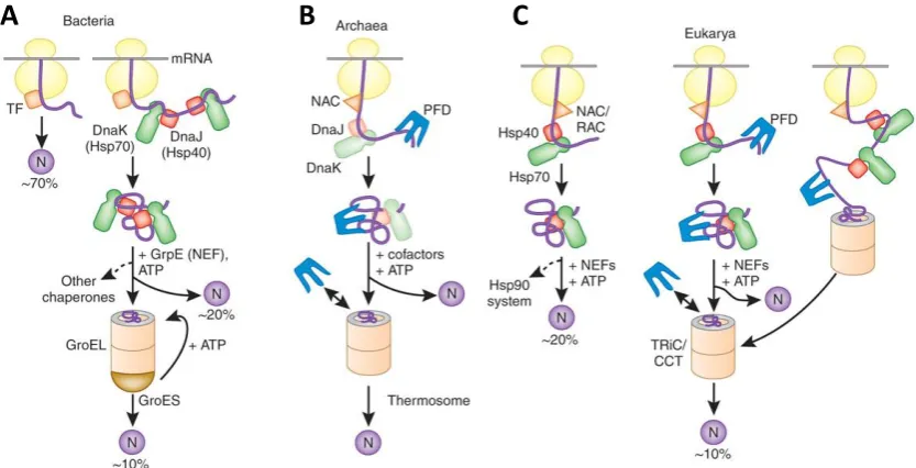 Figure 2.3 Model of chaperone-assisted folding of nascent chains in the cytosol.  (A) Bacteria: newly synthesized polypeptide chains interact with Trigger factor (TF) and small proteins, 70% of total, fold to the native state (N) after this interaction