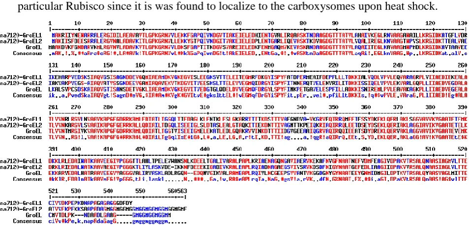 Figure 2.7 Sequence alignment of Cyan-GroEL1, Cyan-GroEL2, and E. coli GroEL. Amino acid alignment of GroEL1 and GroEL2 from Anabaena sp