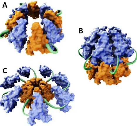 Figure 2.9 Model of co chaperone ch-Cpn21 complex assembly. Models based on 