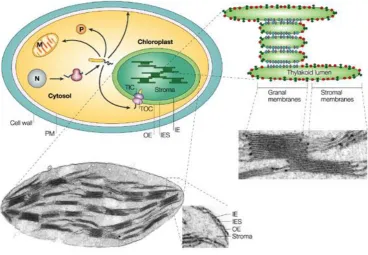 Figure 2.10 Structure of the chloroplast. Schematic diagram of a plant cell with zoom-in of an electron micrograph of a chloroplast from Pisum sativum