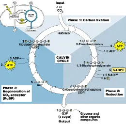 Figure 2.13 Calvin-Benson-Bassham cycle. Phase 1 carbon fixation: CO2 is fixed by the action of Rubisco into the five carbon substrate molecule RuBP and the six carbon intermediate is rapidly cleaved into two molecules of 3-phosphoglycerate (3-PGA)