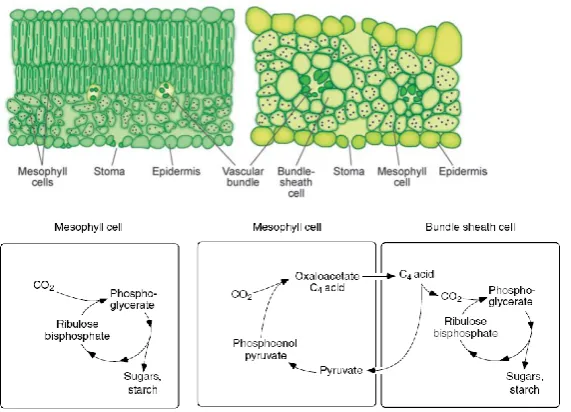 Figure 2.15 C3 and C4 leaf anatomy and photosynthetic mechanism. Left upper panel indicates the C3 leaf 
