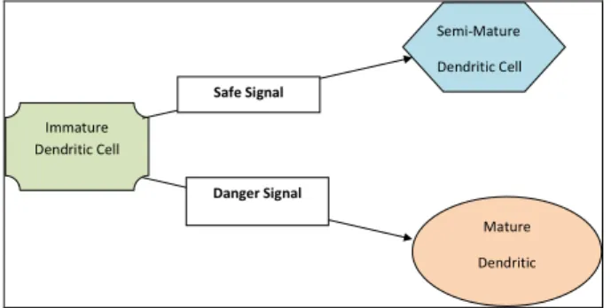 Figure 1.  Dendritic Cell Maturation Process 