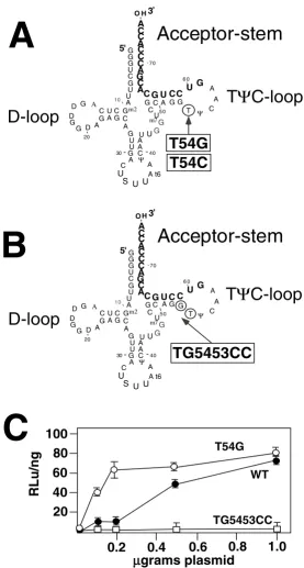 Figure 2Complementation of NL4-EcoLys3 with E. coli tRNALys,3 mutantsComplementation of NL4-EcoLys3 with E