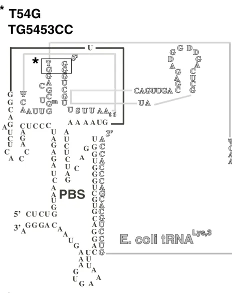 Figure 3Potential RNA secondary structure of the complex formed by NL4-EcoLys3 viral RNA and E